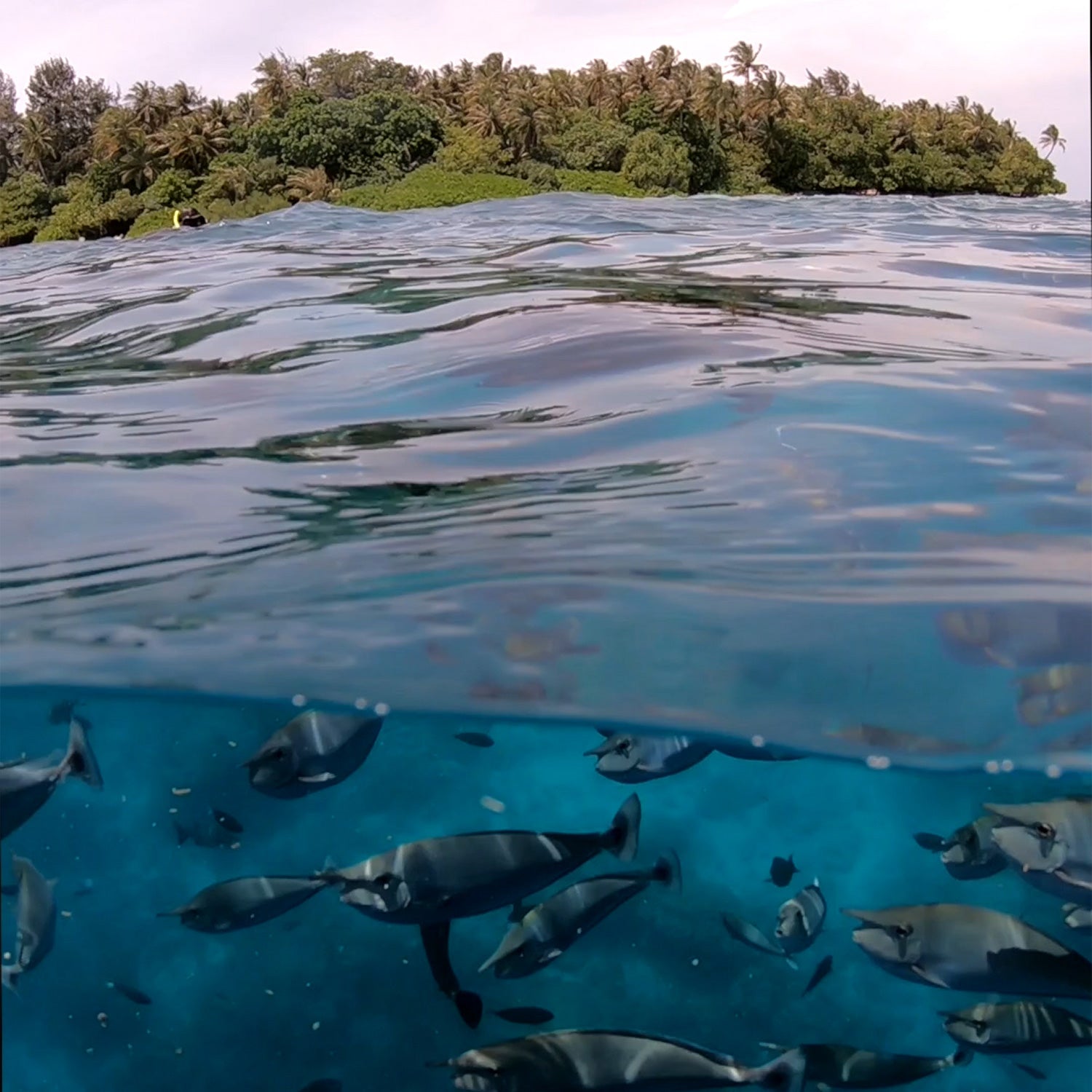GoPro Split Shot Dome